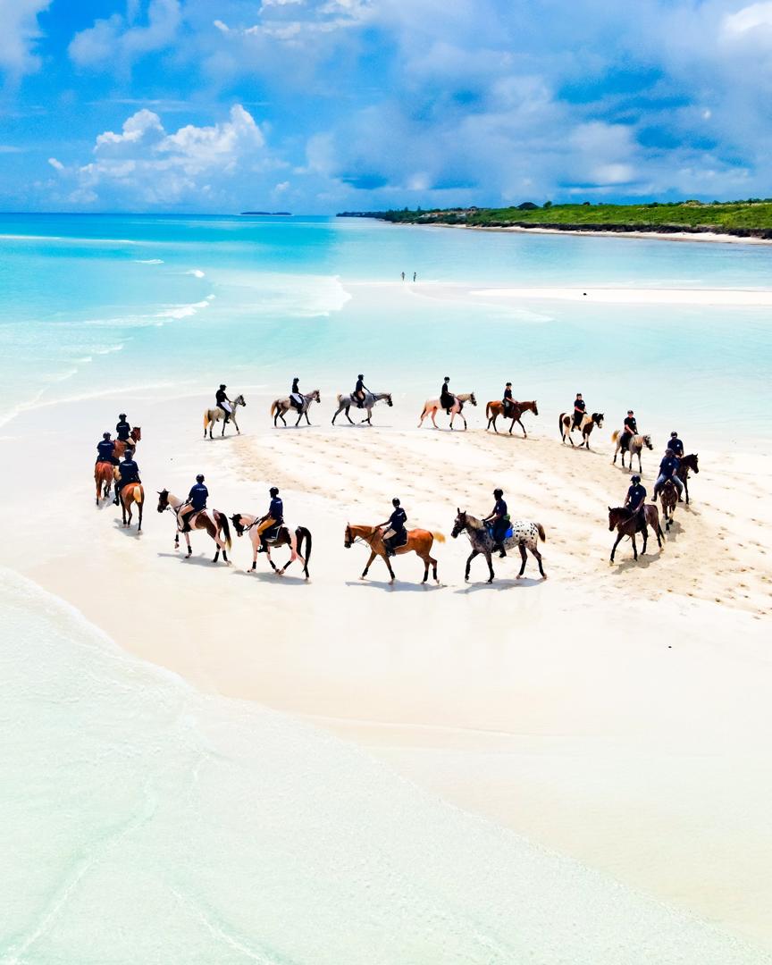 SWIM WITH THE HORSES
